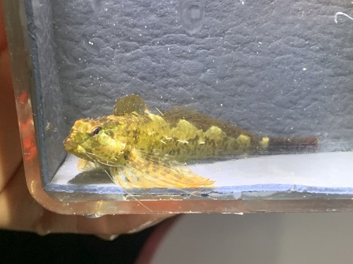 Saddleback sculpin (Oligocottus rimensis) — Cottidae — 3