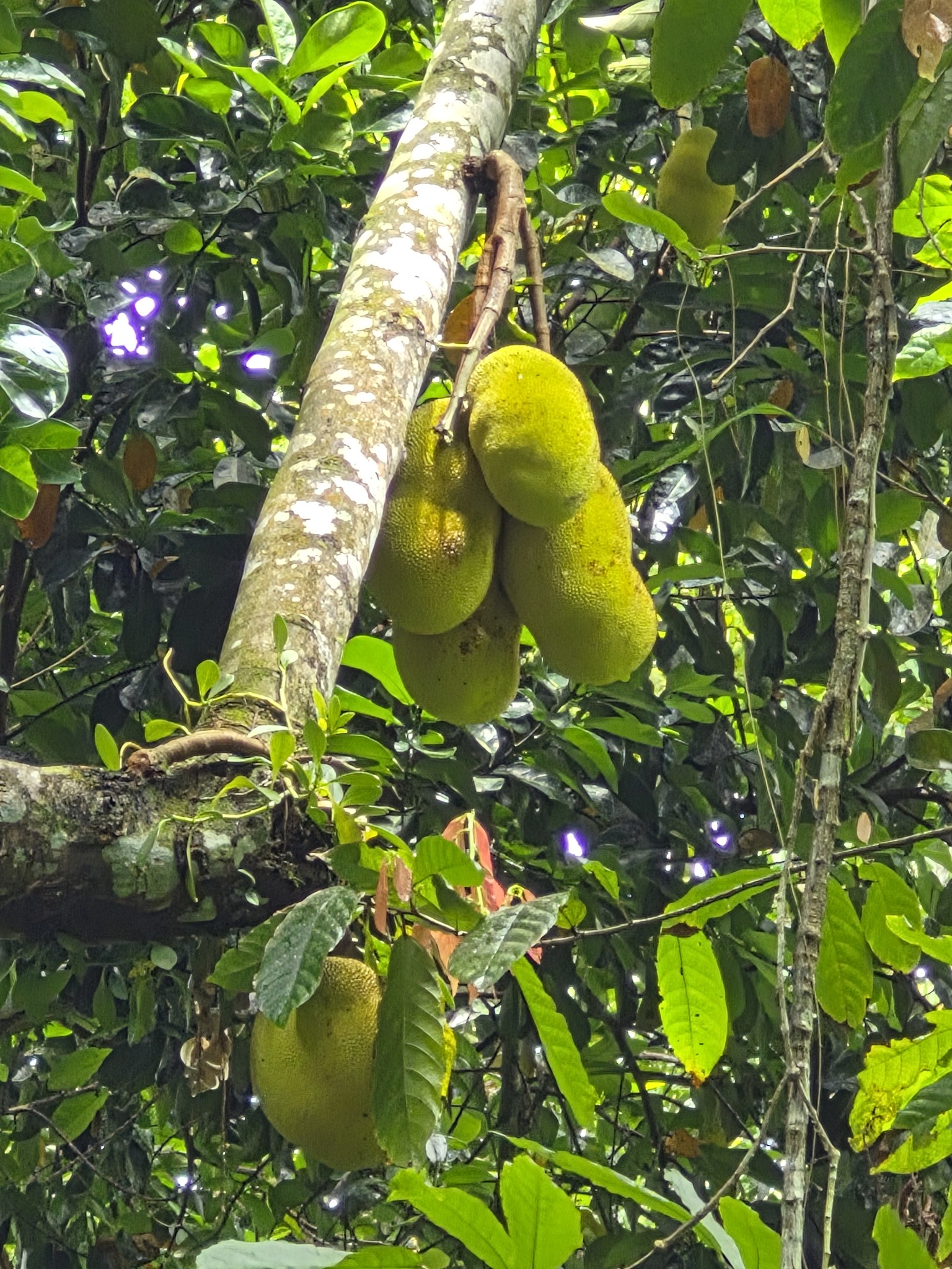 Foto de Artocarpus heterophyllus Lam.