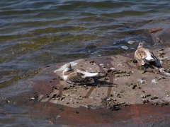 Chroicocephalus ridibundus