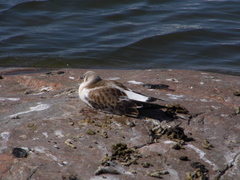 Chroicocephalus ridibundus