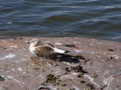 Chroicocephalus ridibundus