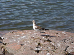 Chroicocephalus ridibundus