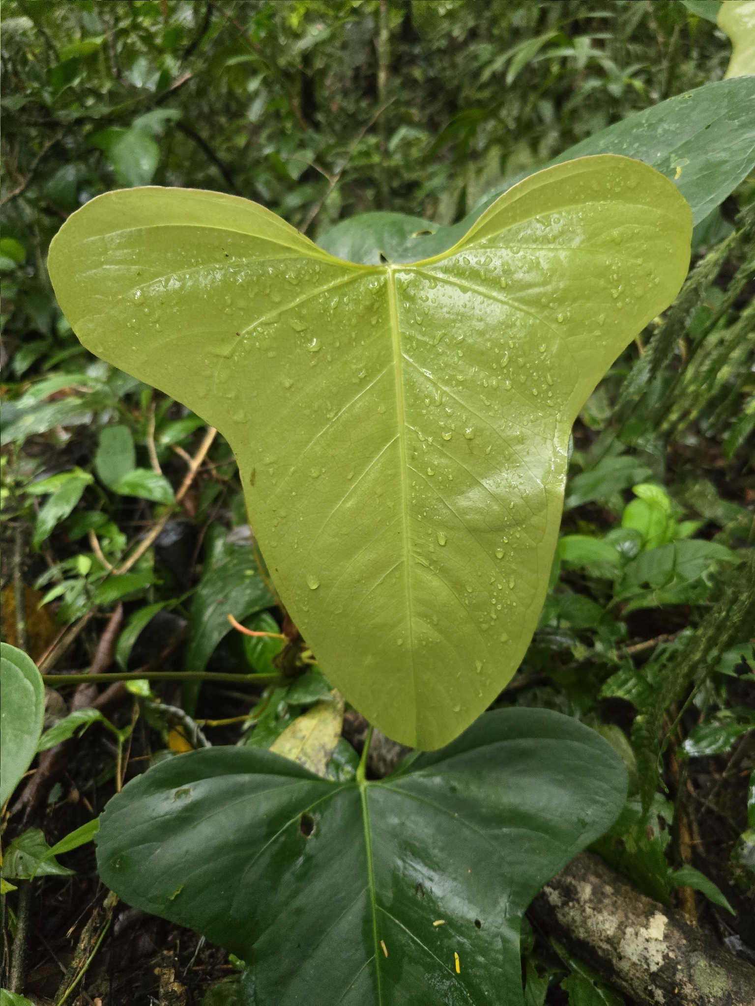 Anthurium subsignatum