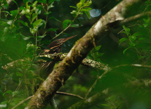 Black Bittern (Botaurus flavicollis), photo 10