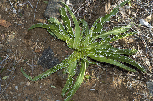Coahuila frasera (Frasera parryi)