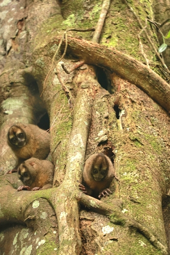 Panamanian Night Monkey
