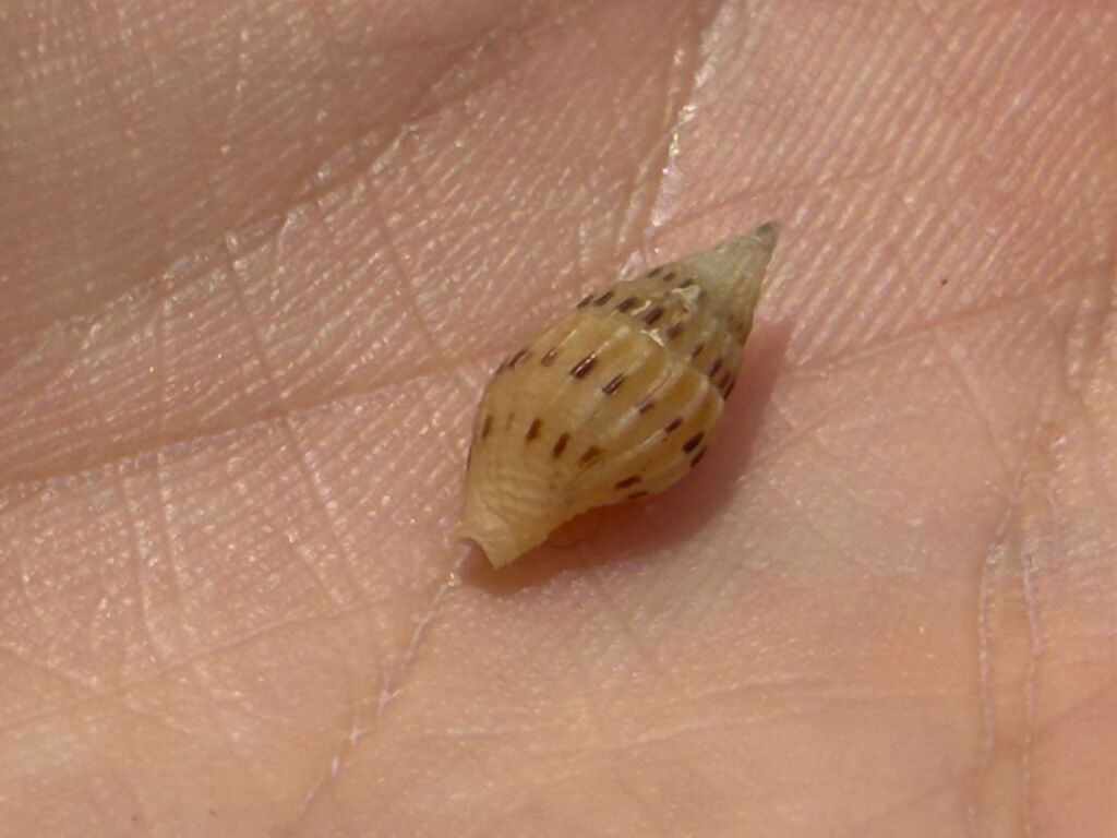 Anachis veleda