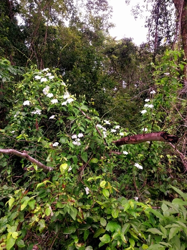 Thunbergia arnhemica, 2026-01-18