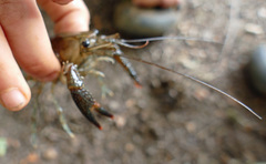 Procambarus spiculifer