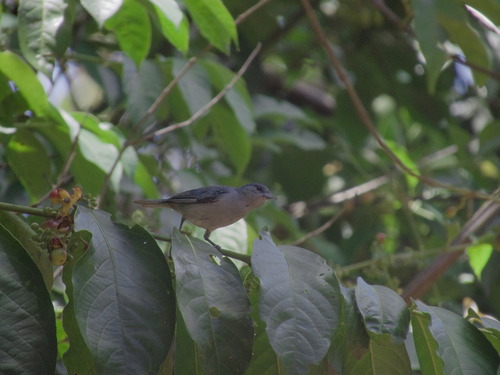 Chestnut-vented Conebill (Conirostrum speciosum), photo 1