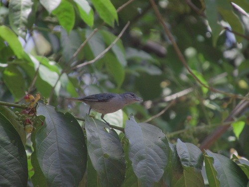 Chestnut-vented Conebill (Conirostrum speciosum), photo 2