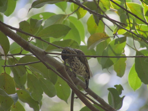 White-wedged Piculet (Picumnus albosquamatus), photo 3