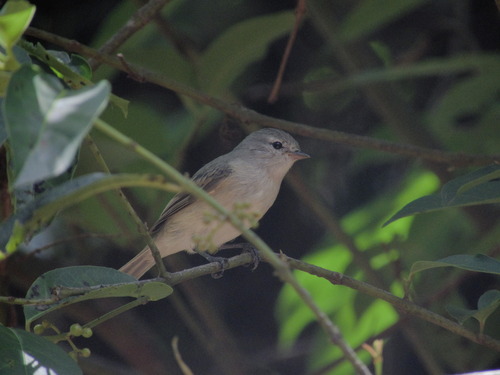 Southern Beardless Tyrannulet (Camptostoma obsoletum), photo 4