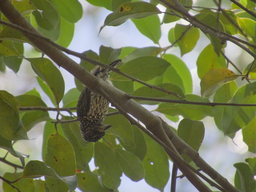 White-wedged Piculet (Picumnus albosquamatus), photo 2