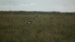 Balearica regulorum regulorum
