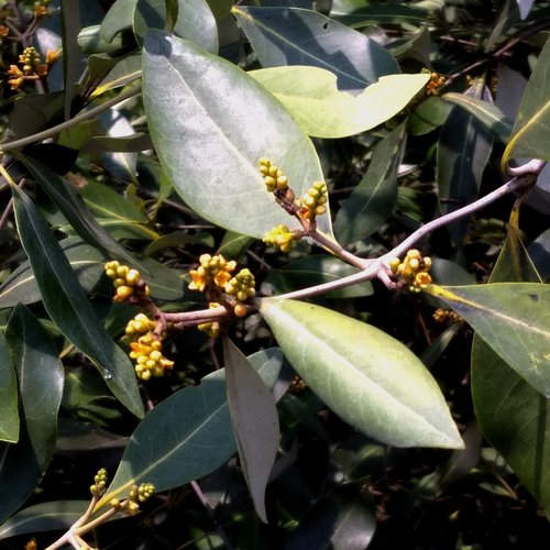 Avicennia alba (Avicennia alba)