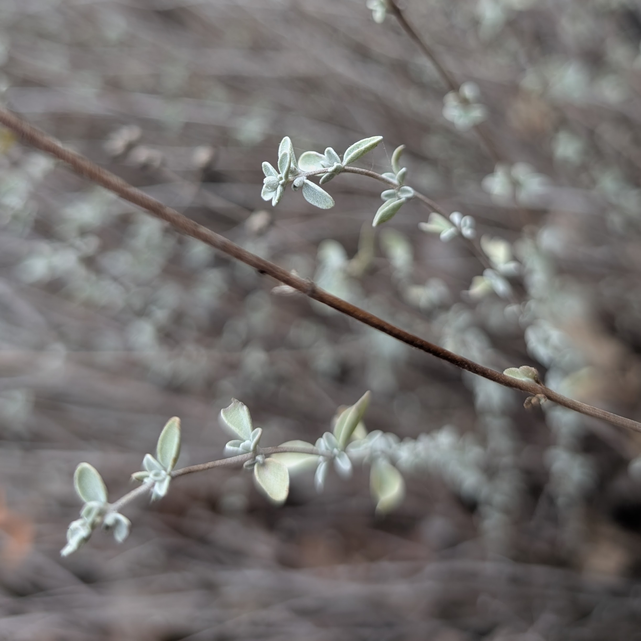 Sweet Marjoram (Origanum majorana)
