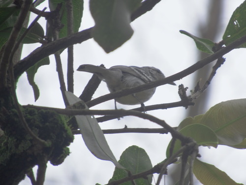 Large-billed Antwren (Herpsilochmus longirostris), photo 10
