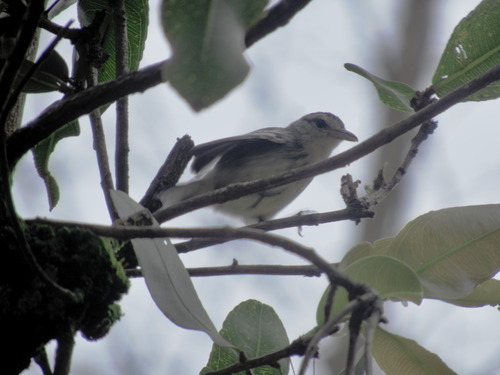Large-billed Antwren (Herpsilochmus longirostris), photo 2