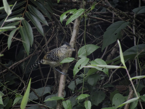 Barred Antshrike (Thamnophilus doliatus), photo 4