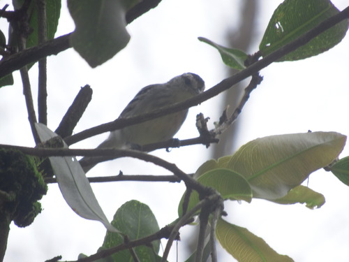 Large-billed Antwren (Herpsilochmus longirostris), photo 3