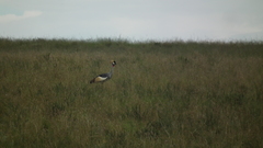 Balearica regulorum regulorum