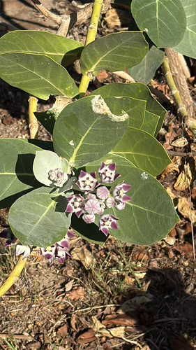 Calotropis procera observed 2026-01-18