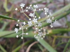 Platysace compressa