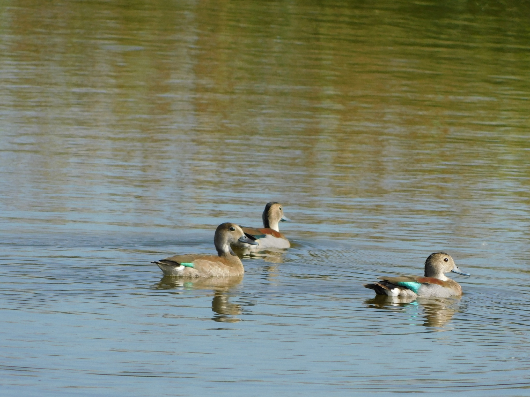 Ringed Teal (Callonetta leucophrys), photo 5