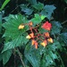 Begonia lophoptera - Photo (c) Riley Fortier, some rights reserved (CC BY-NC), uploaded by Riley Fortier