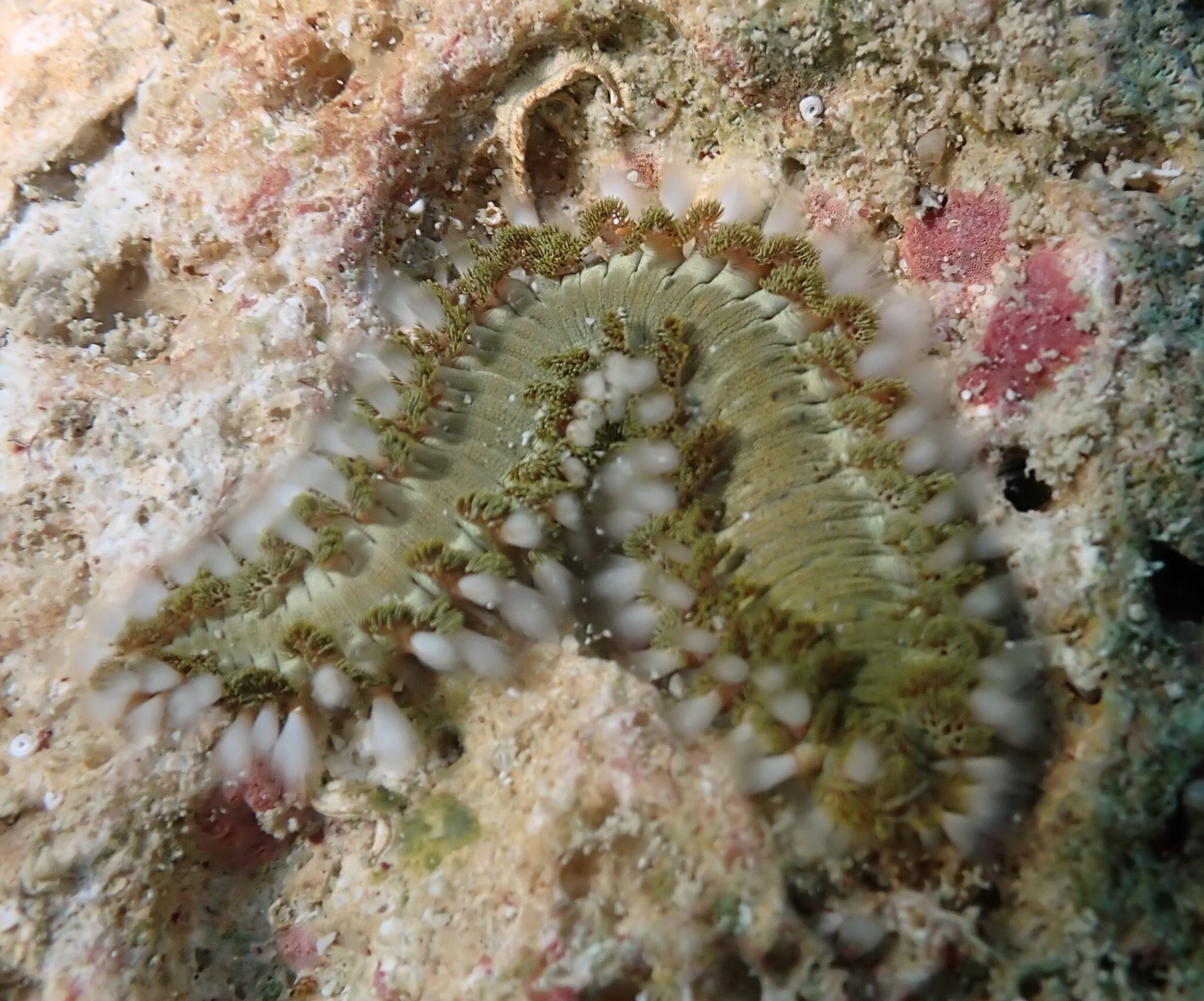 Hermodice carunculata (Pallas, 1766)