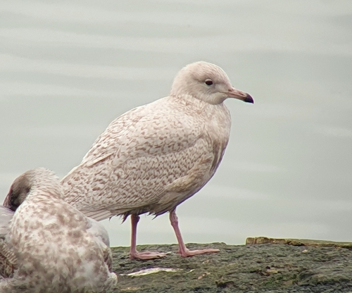 Gaviota groenlandesa (Larus glaucoides)