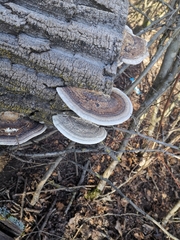 Trametes warnieri