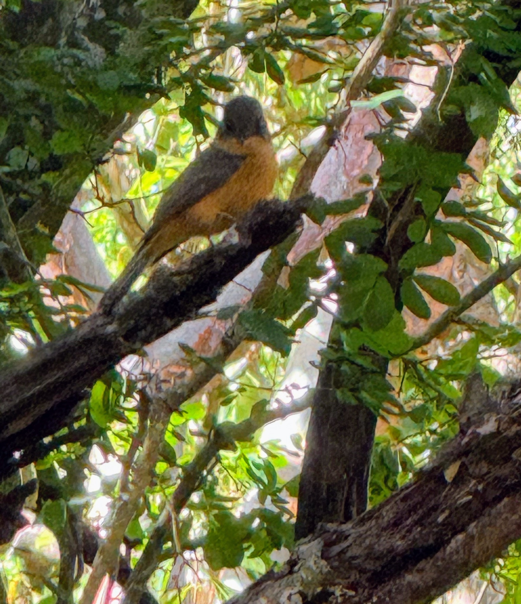 Lesser Antillean Pewee (Contopus latirostris), photo 3