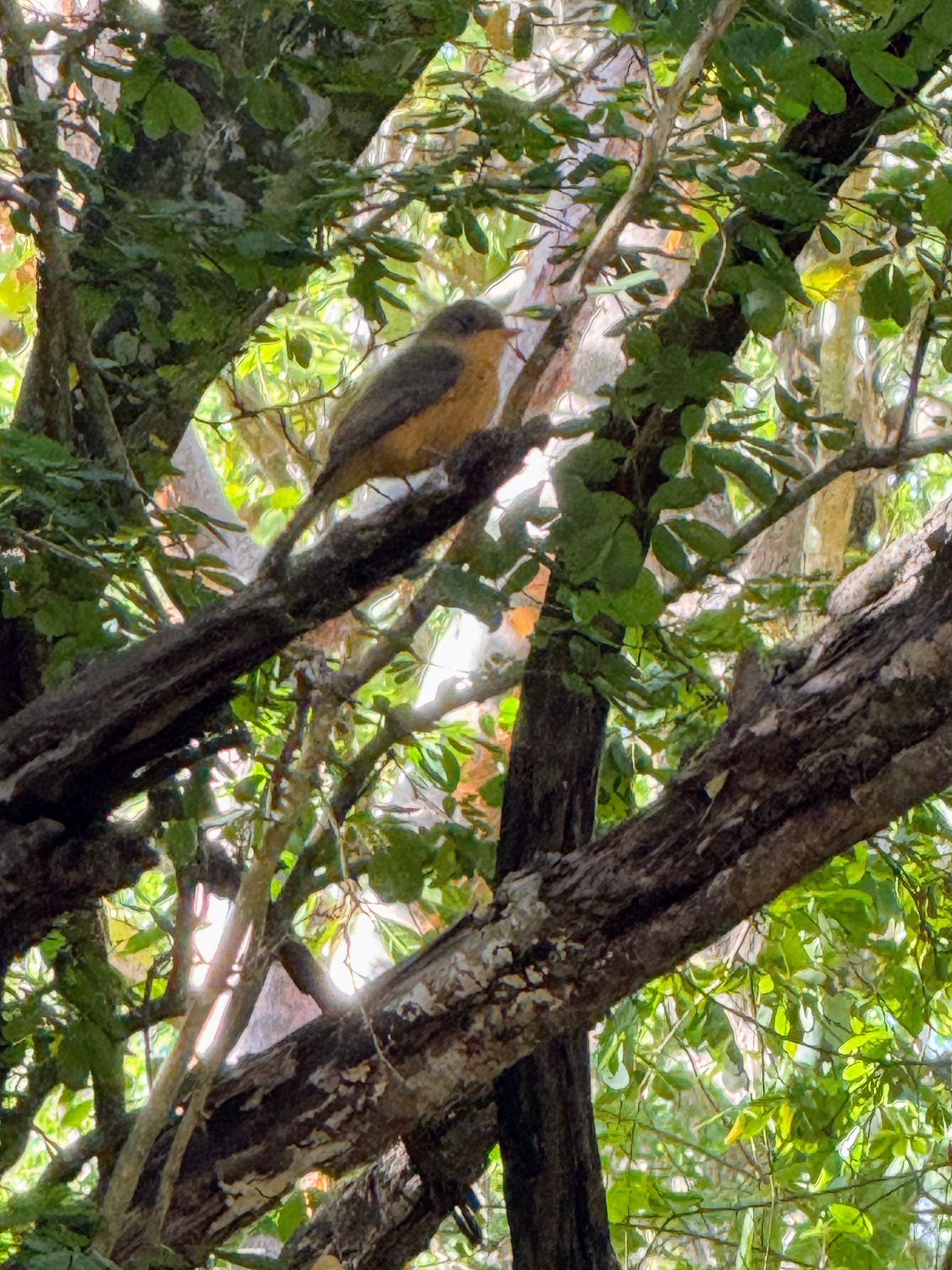 Lesser Antillean Pewee (Contopus latirostris), photo 4