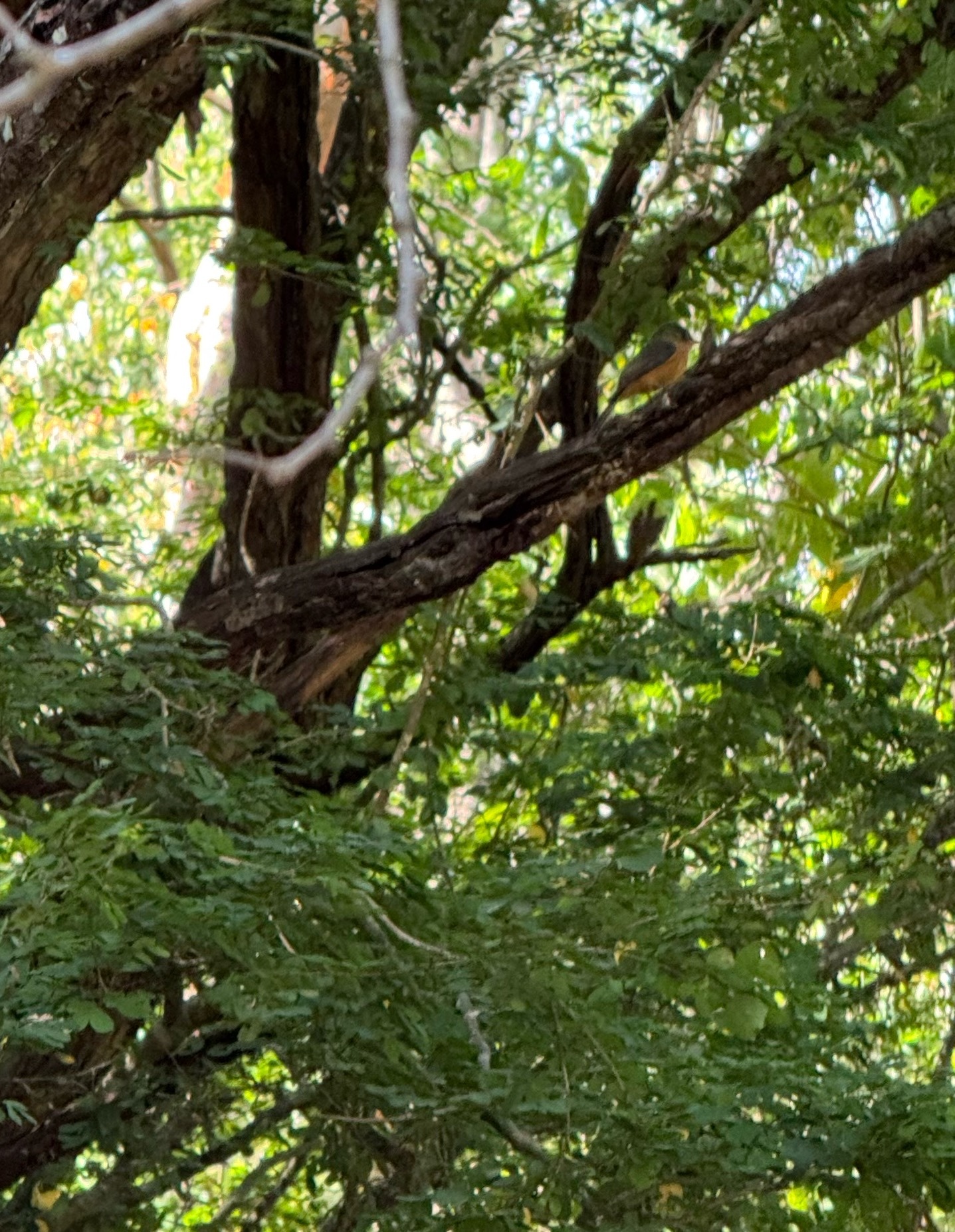 Lesser Antillean Pewee (Contopus latirostris), photo 5
