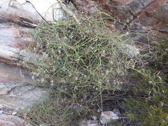 Platysace compressa