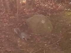 Sciurus carolinensis