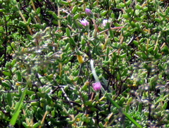 Drosanthemum karrooense