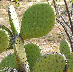 Opuntia comonduensis
