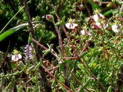 Drosanthemum karrooense