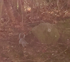 Sciurus carolinensis