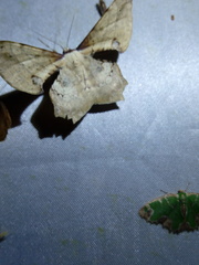 Xylinophylla maculata