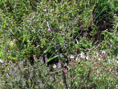 Drosanthemum karrooense