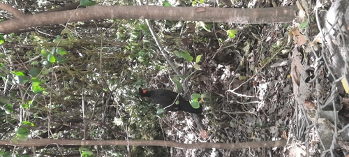 Dusky-legged Guan (Penelope obscura), photo 4