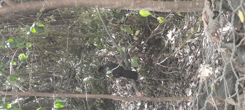 Dusky-legged Guan (Penelope obscura), photo 5