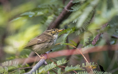 Phylloscopus plumbeitarsus