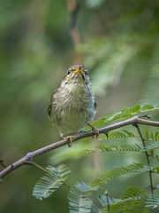 Phylloscopus plumbeitarsus