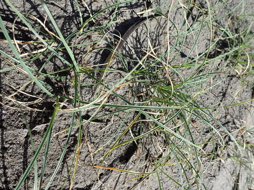 Foto de Carex pumila