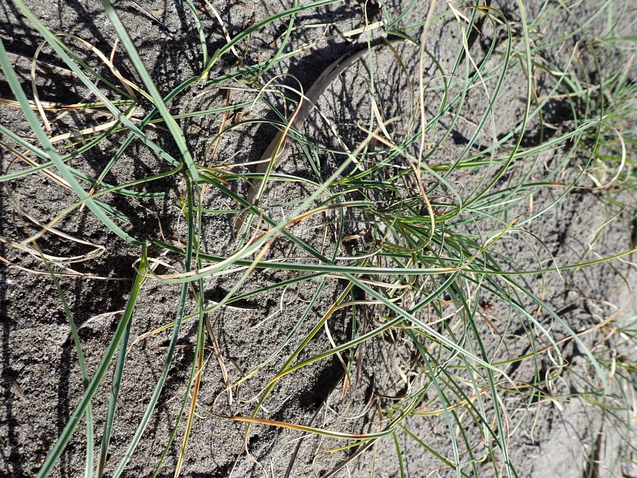 Imagem de Carex pumila